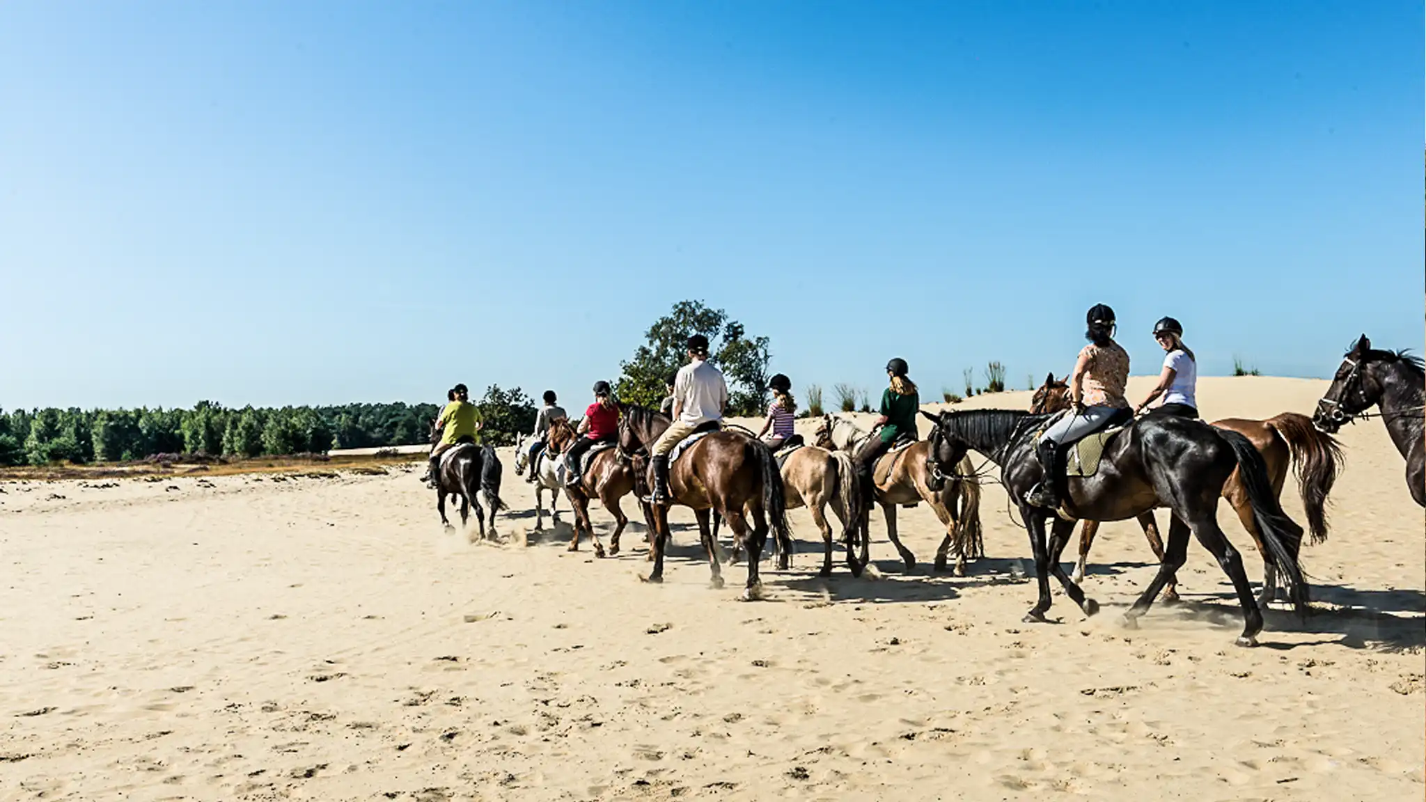 Buitenritten (evt. met overnachting) - Loonse en Drunense Duinen Noord-Brabant - Nederland