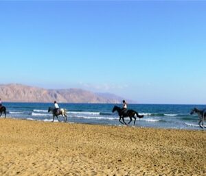 8-daagse paardrijtocht North–South Trail Kreta - Griekenland - Afbeelding 21