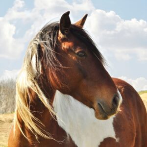 Ranch vakantie - Peru - Afbeelding 8