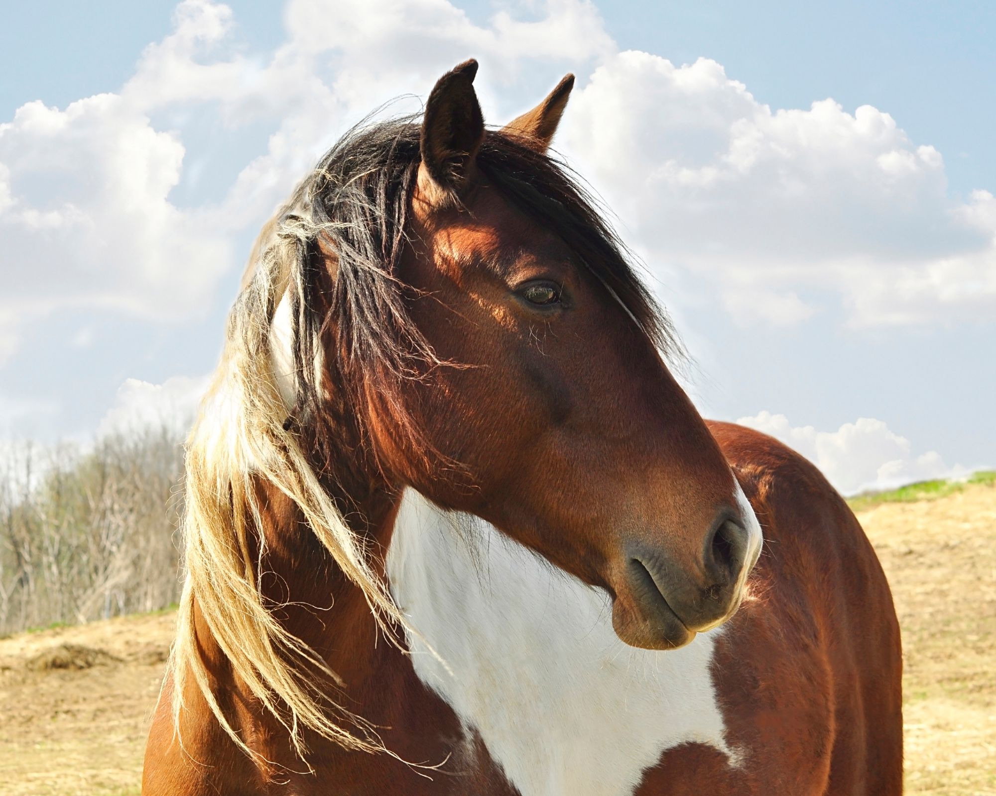 Ranch vakantie - Peru - Afbeelding 8