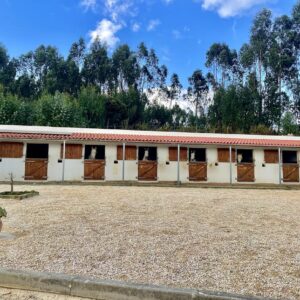 5 of 6 dagen paardrijles hoogwaardige dressuur- en Working Equitation trainingen nabij Lissabon  – Portugal - Afbeelding 9