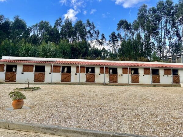 5 of 6 dagen paardrijles hoogwaardige dressuur- en Working Equitation trainingen nabij Lissabon  – Portugal