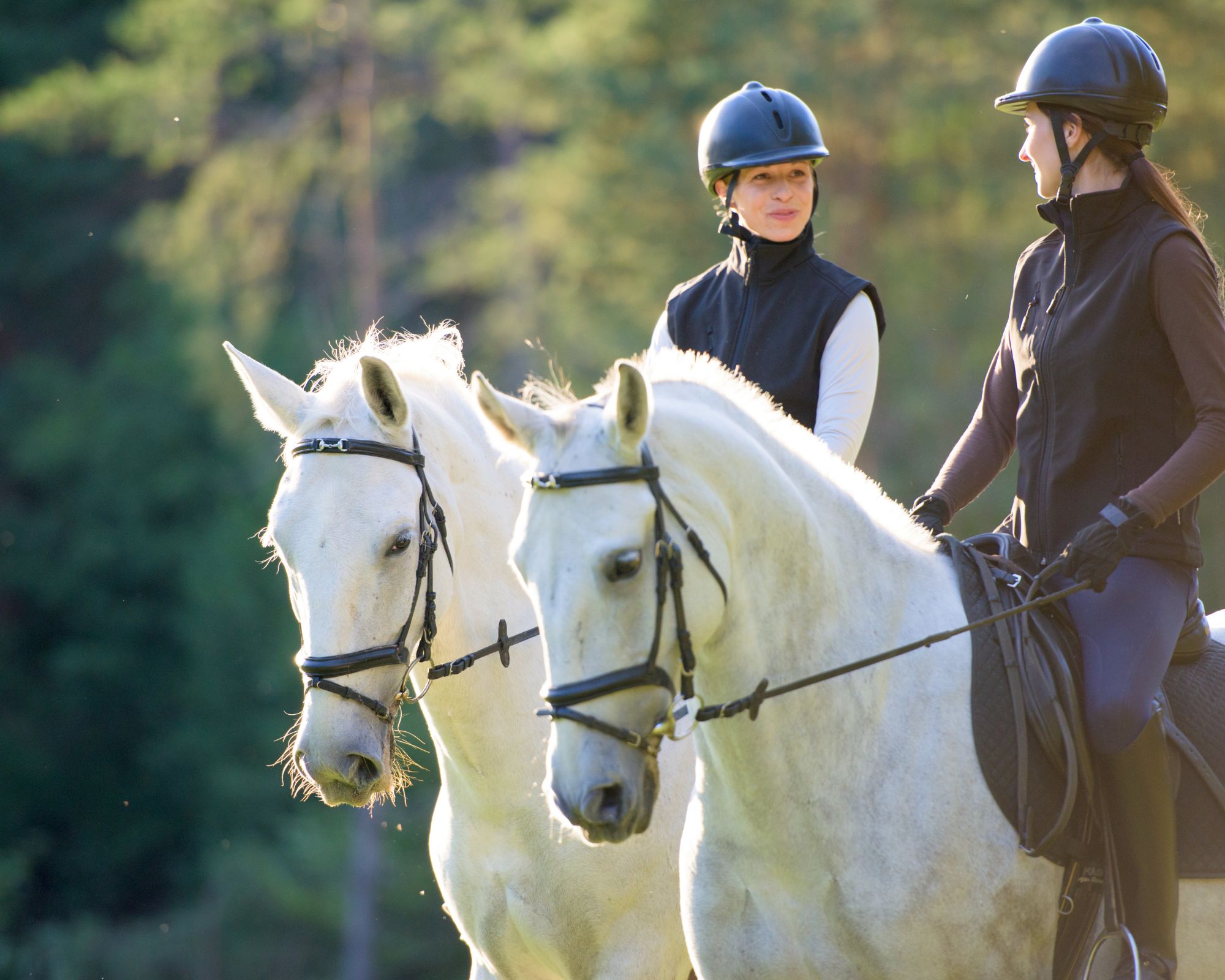Privé rijlessen hoogwaardige dressuur- en Working Equitation trainingen in Vimeiro- Portugal