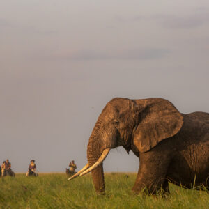 8-daagse Paardrijsafari Kilimanjaro Olifantenattractie - Tanzania - Afbeelding 42