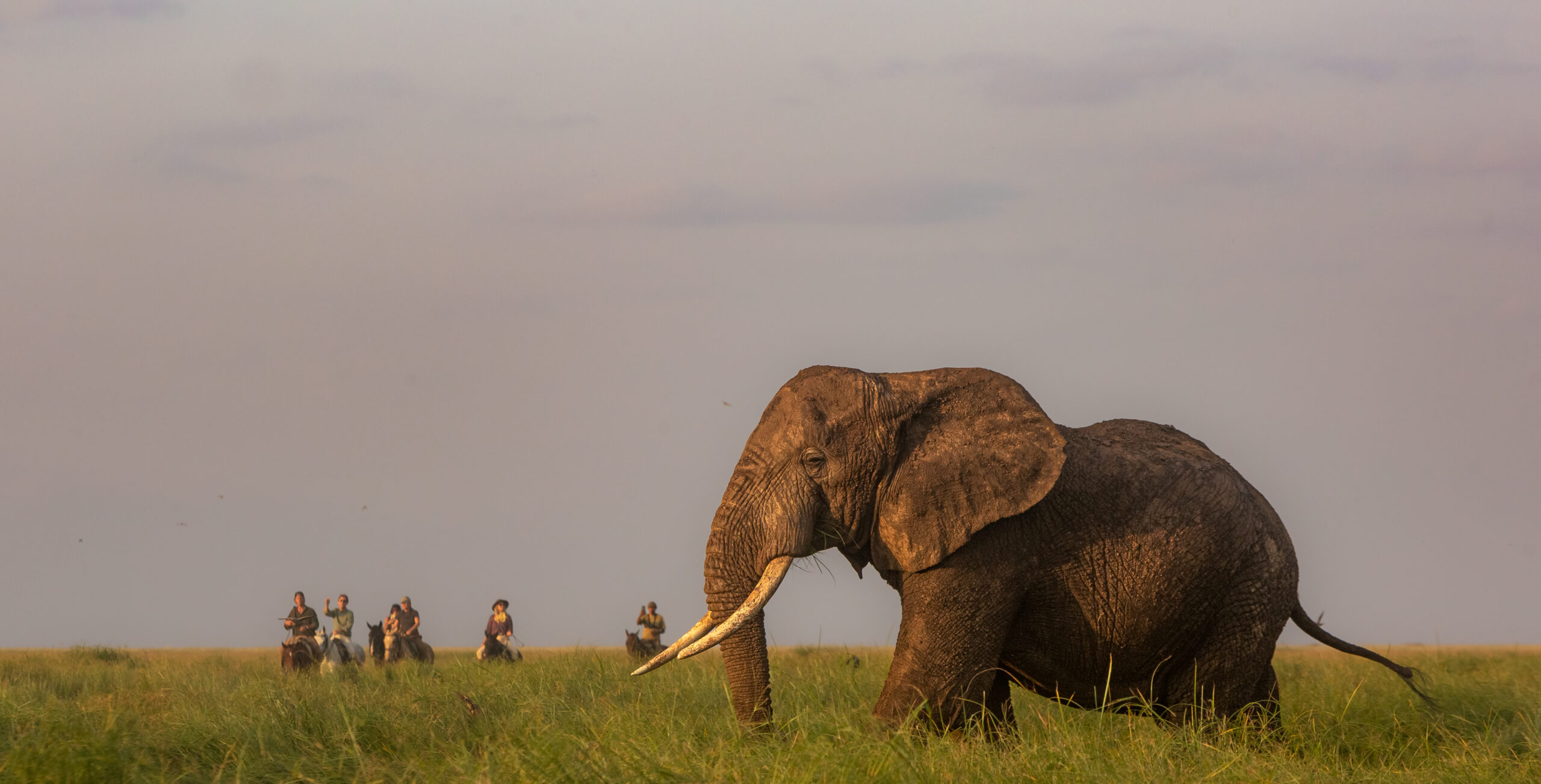 8-daagse Paardrijsafari Kilimanjaro Olifantenattractie - Tanzania - Afbeelding 42