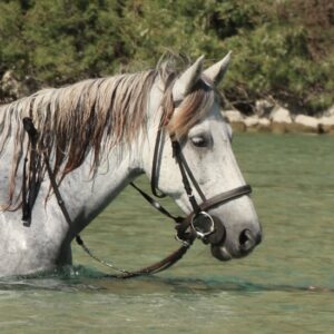 3-daagse paardrijtocht rond Psiloritis & de Witte Bergen Kreta - Griekenland - Afbeelding 23