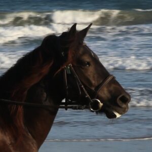 3-daagse paardrijtocht rond Psiloritis & de Witte Bergen Kreta - Griekenland - Afbeelding 22