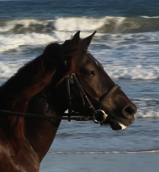 3-daagse paardrijtocht rond Psiloritis & de Witte Bergen Kreta - Griekenland