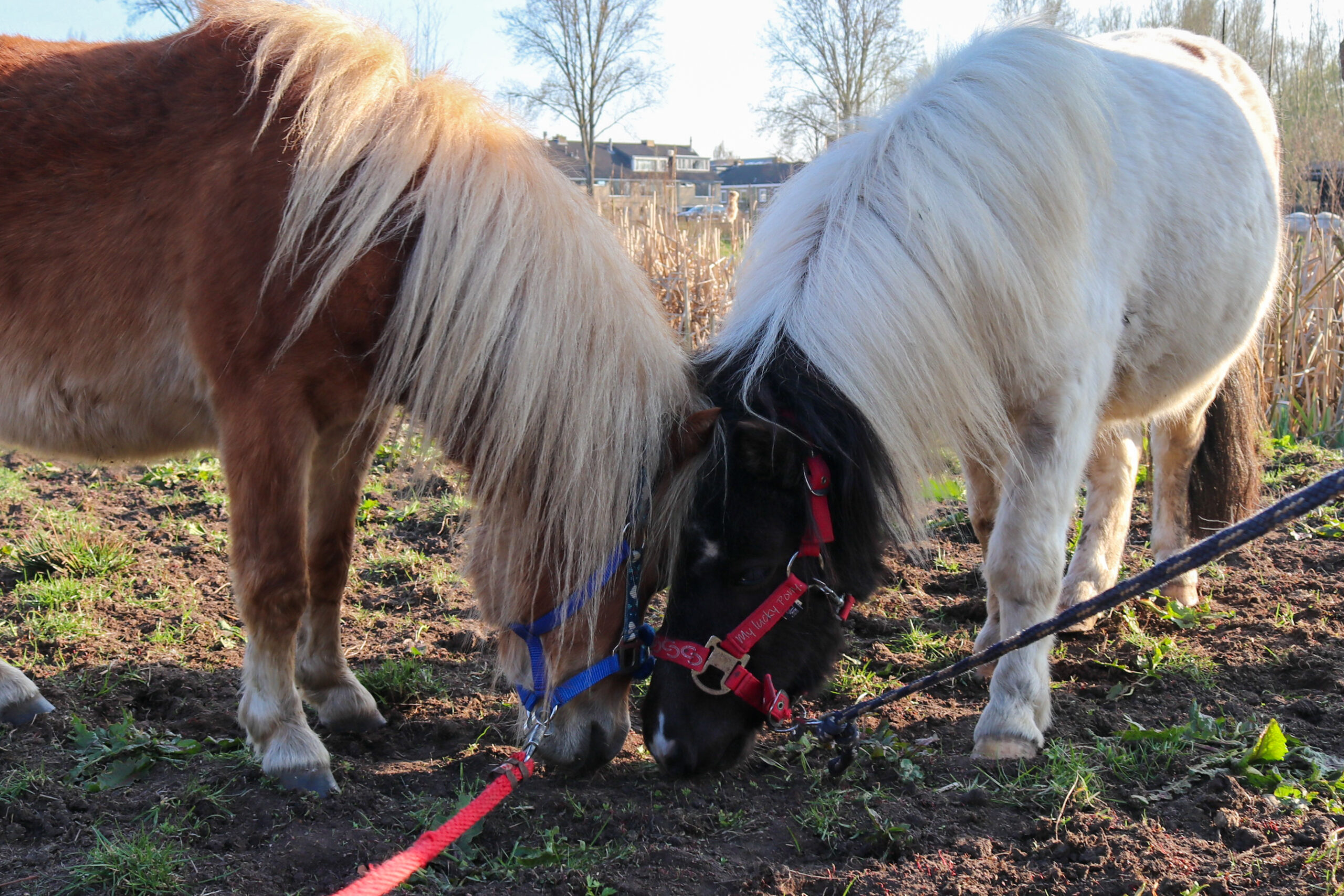 Wie schuilt er achter deze website?