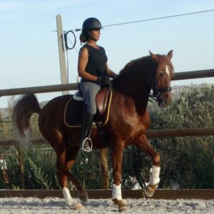 5 of 6 dagen paardrijles hoogwaardige dressuur- en Working Equitation trainingen nabij Lissabon  – Portugal - Afbeelding 2