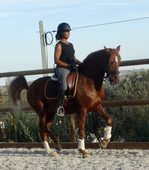 5 of 6 dagen paardrijles hoogwaardige dressuur- en Working Equitation trainingen nabij Lissabon  – Portugal
