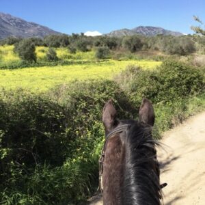 8-daagse paardrijtocht North–South Trail Kreta - Griekenland - Afbeelding 14