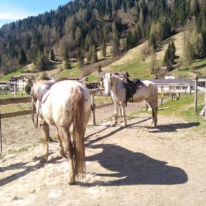 Buitenritten in de Dolomieten Veneto- Italië - Afbeelding 17