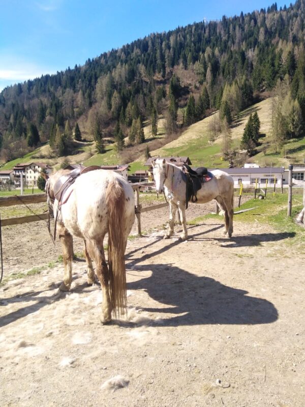 Buitenritten in de Dolomieten Veneto- Italië