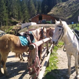 Buitenritten in de Dolomieten Veneto- Italië - Afbeelding 14