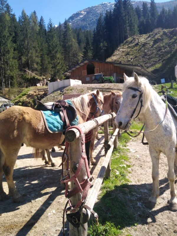 Buitenritten in de Dolomieten Veneto- Italië