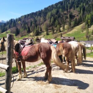 Buitenritten in de Dolomieten Veneto- Italië - Afbeelding 12