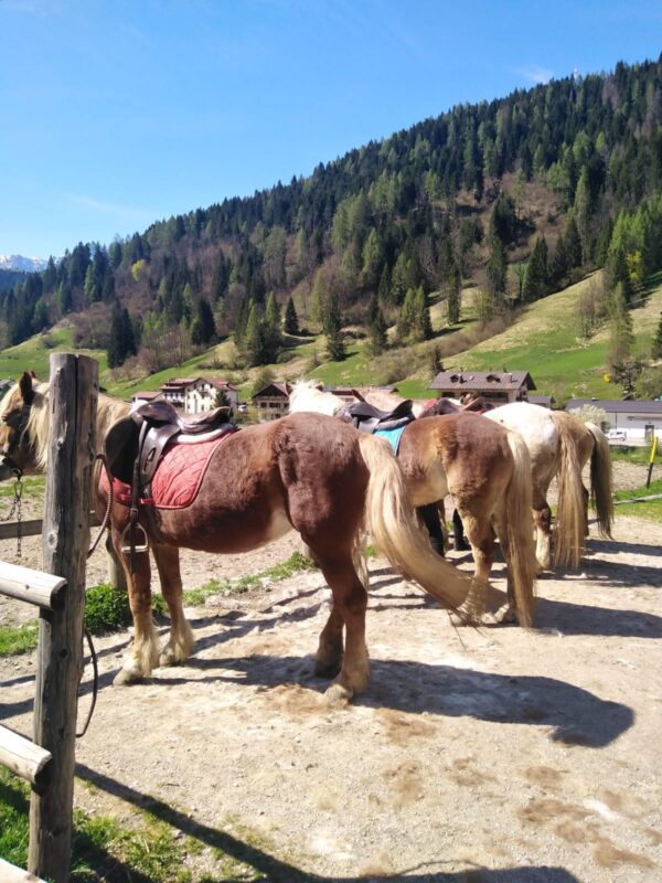 Buitenritten in de Dolomieten Veneto- Italië