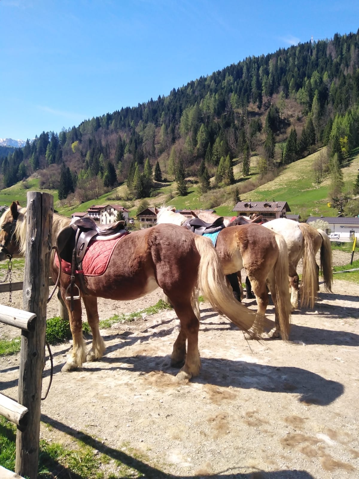 Buitenritten in de Dolomieten Veneto- Italië - Afbeelding 12