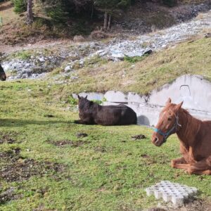 Buitenritten in de Dolomieten Veneto- Italië - Afbeelding 5