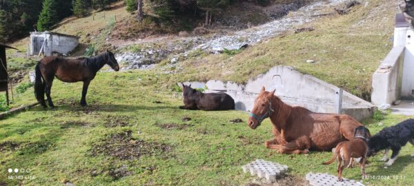 Buitenritten in de Dolomieten Veneto- Italië