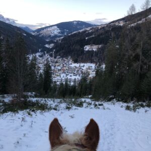 Buitenritten in de Dolomieten Veneto- Italië - Afbeelding 25