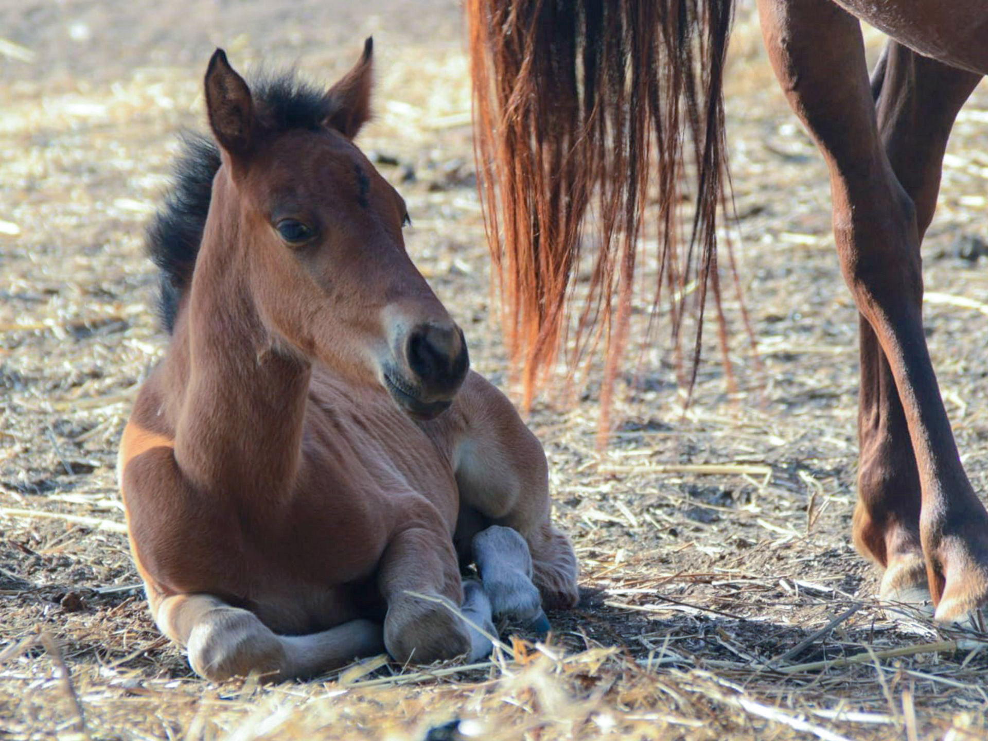 Buitenrit voor kinderen vanaf 3 jaar Porto Ferro Sardinië - Italië