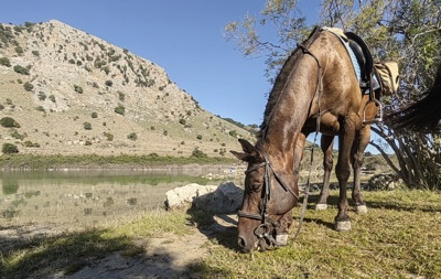 3-daagse paardrijtocht rond Psiloritis & de Witte Bergen Kreta - Griekenland - Afbeelding 11