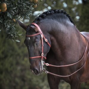 Privé rijlessen hoogwaardige dressuur- en Working Equitation trainingen in Vimeiro- Portugal - Afbeelding 7
