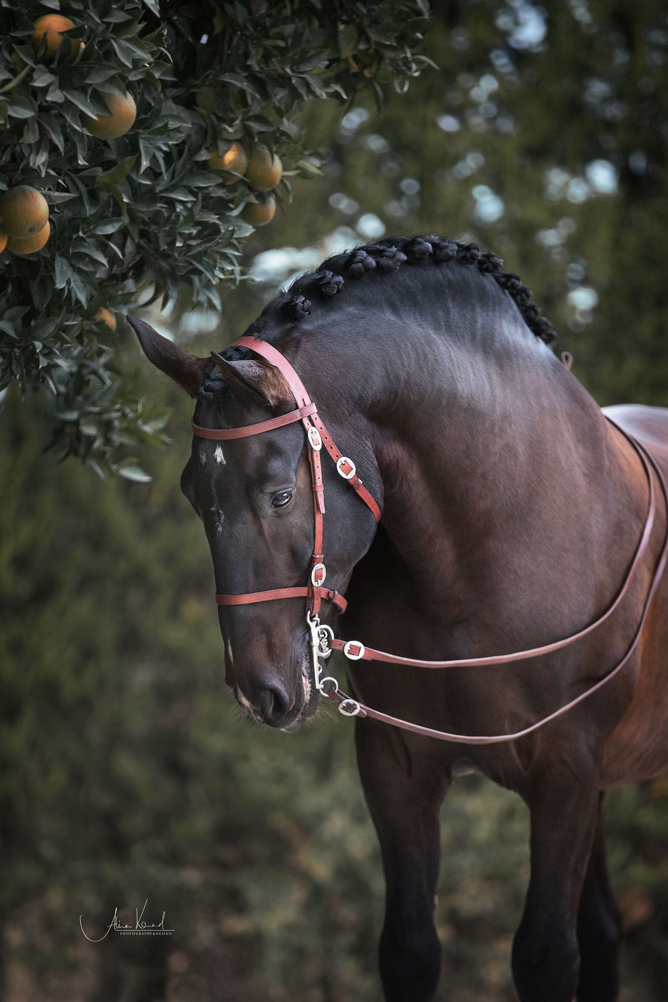 Privé rijlessen hoogwaardige dressuur- en Working Equitation trainingen in Vimeiro- Portugal - Afbeelding 7