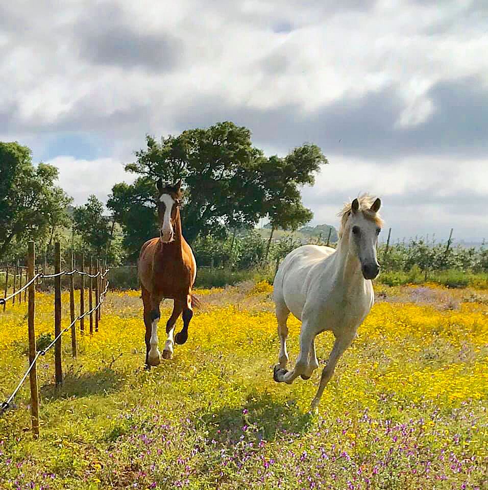 Privé rijlessen hoogwaardige dressuur- en Working Equitation trainingen in Vimeiro- Portugal - Afbeelding 4