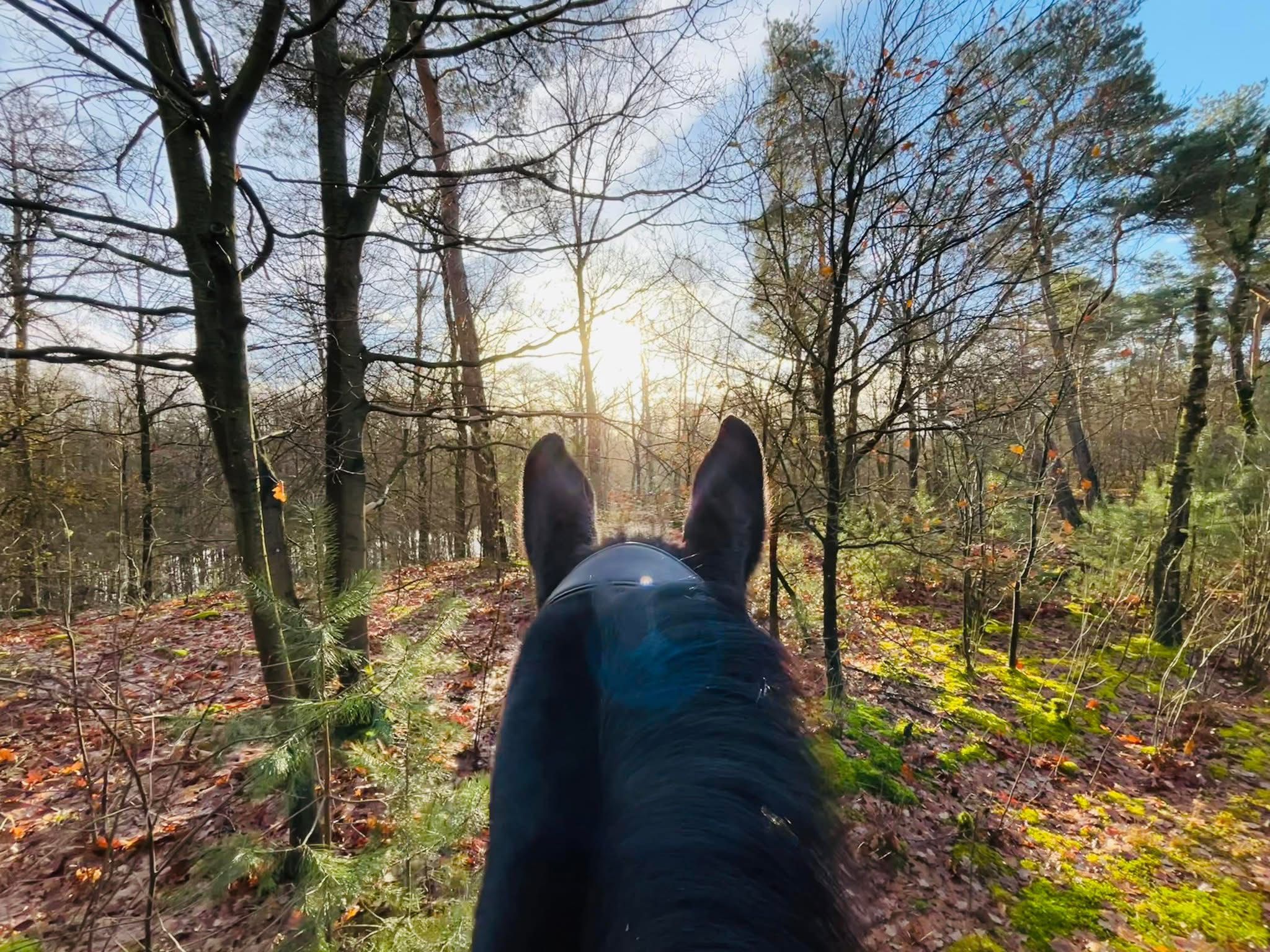 Met je eigen paard op vakantie in het hart van Noord-Limburg - Nederland - Afbeelding 1