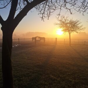 Met je eigen paard op vakantie in het hart van Noord-Limburg - Nederland - Afbeelding 15