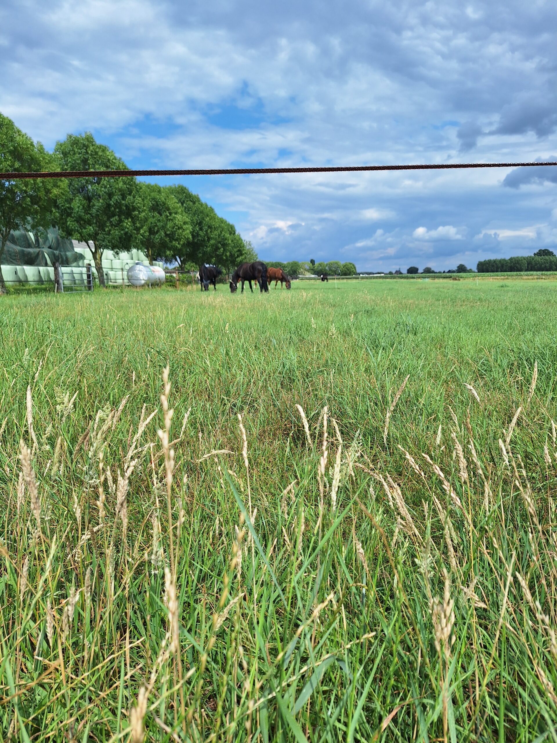 Met je eigen paard op vakantie in het hart van Noord-Limburg - Nederland - Afbeelding 16