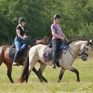 Met je eigen paard op vakantie in het Drents-Friese Wold Drenthe- Nederland - Afbeelding 16