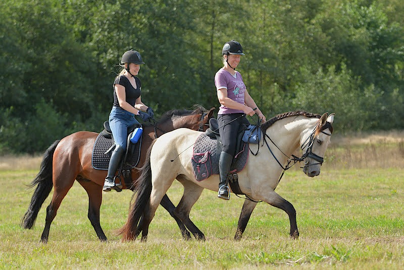 Met je eigen paard op vakantie in het Drents-Friese Wold Drenthe- Nederland - Afbeelding 16