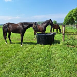 Met je eigen paard op vakantie in het hart van Noord-Limburg - Nederland - Afbeelding 3