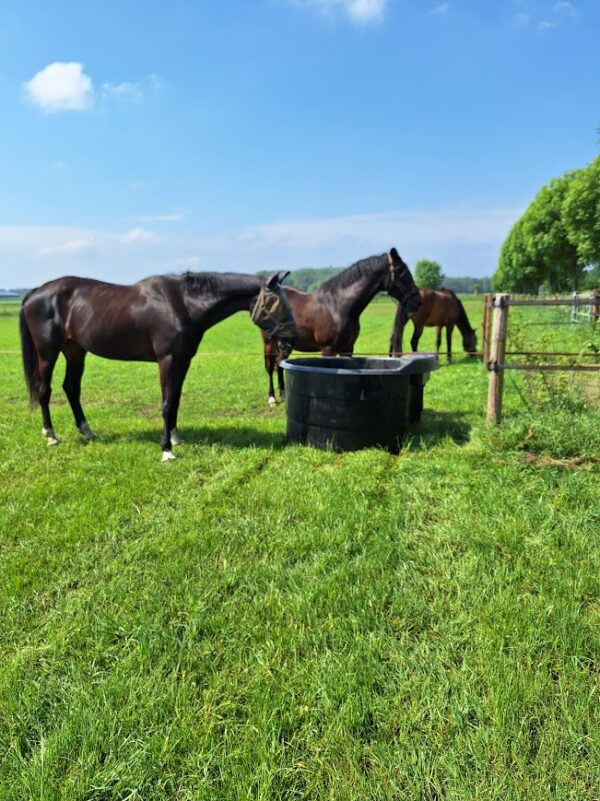 Met je eigen paard op vakantie in het hart van Noord-Limburg - Nederland
