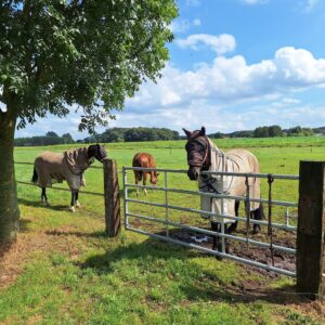 Met je eigen paard op vakantie in het hart van Noord-Limburg - Nederland - Afbeelding 4