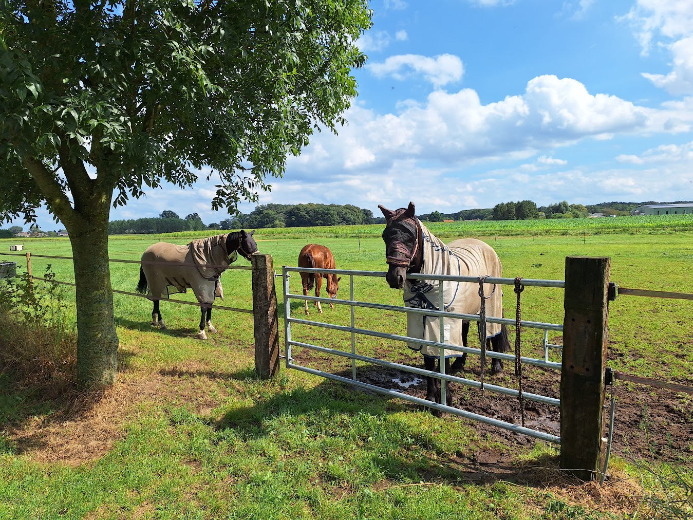 Met je eigen paard op vakantie in het hart van Noord-Limburg - Nederland