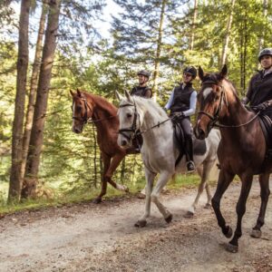 Privé Rijlessen met IJslandse Paarden (evt. met overnachting) Innlandet - Noorwegen