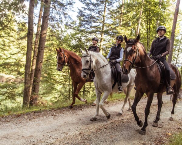 Privé Rijlessen met IJslandse Paarden (evt. met overnachting) Innlandet - Noorwegen