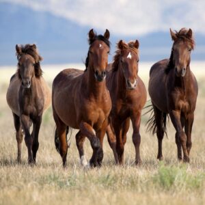 Ranchvakantie Western Wolf Creek - Montana