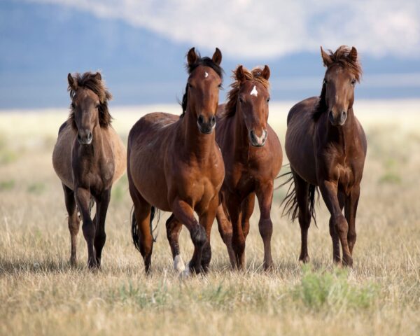 Ranchvakantie Western Wolf Creek - Montana