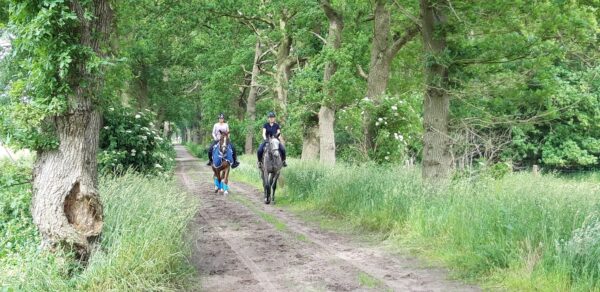 Met je eigen paard op vakantie in het Drents-Friese Wold Drenthe- Nederland