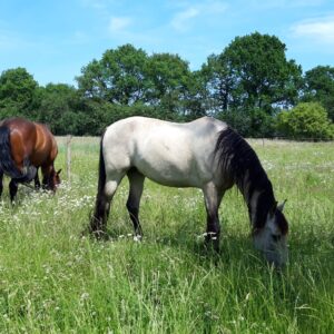 Met je eigen paard op vakantie in het Drents-Friese Wold Drenthe- Nederland - Afbeelding 10