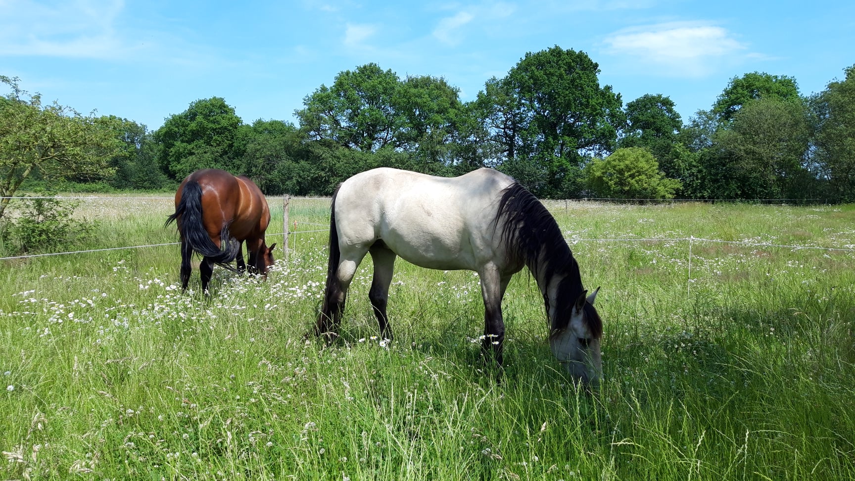 Met je eigen paard op vakantie in het Drents-Friese Wold Drenthe- Nederland - Afbeelding 10