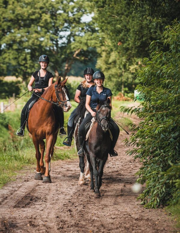 Met je eigen paard op vakantie in het Drents-Friese Wold Drenthe- Nederland