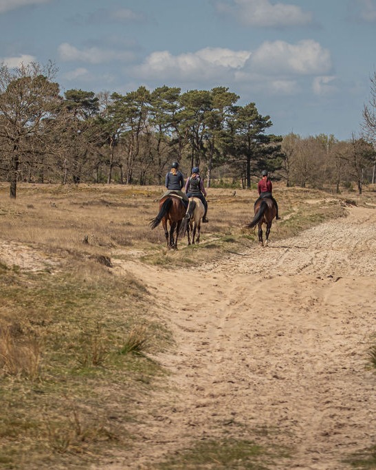 Met je eigen paard op vakantie in het Drents-Friese Wold Drenthe- Nederland