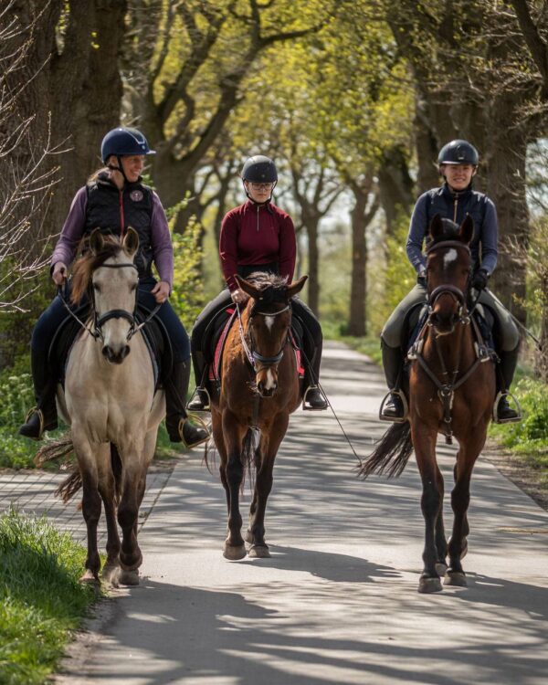 Met je eigen paard op vakantie in het Drents-Friese Wold Drenthe- Nederland